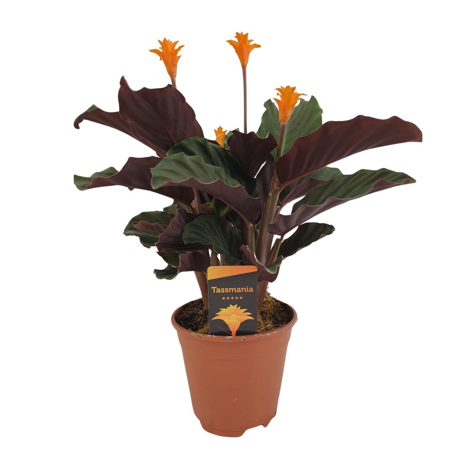 Calathea ‘Crocata’