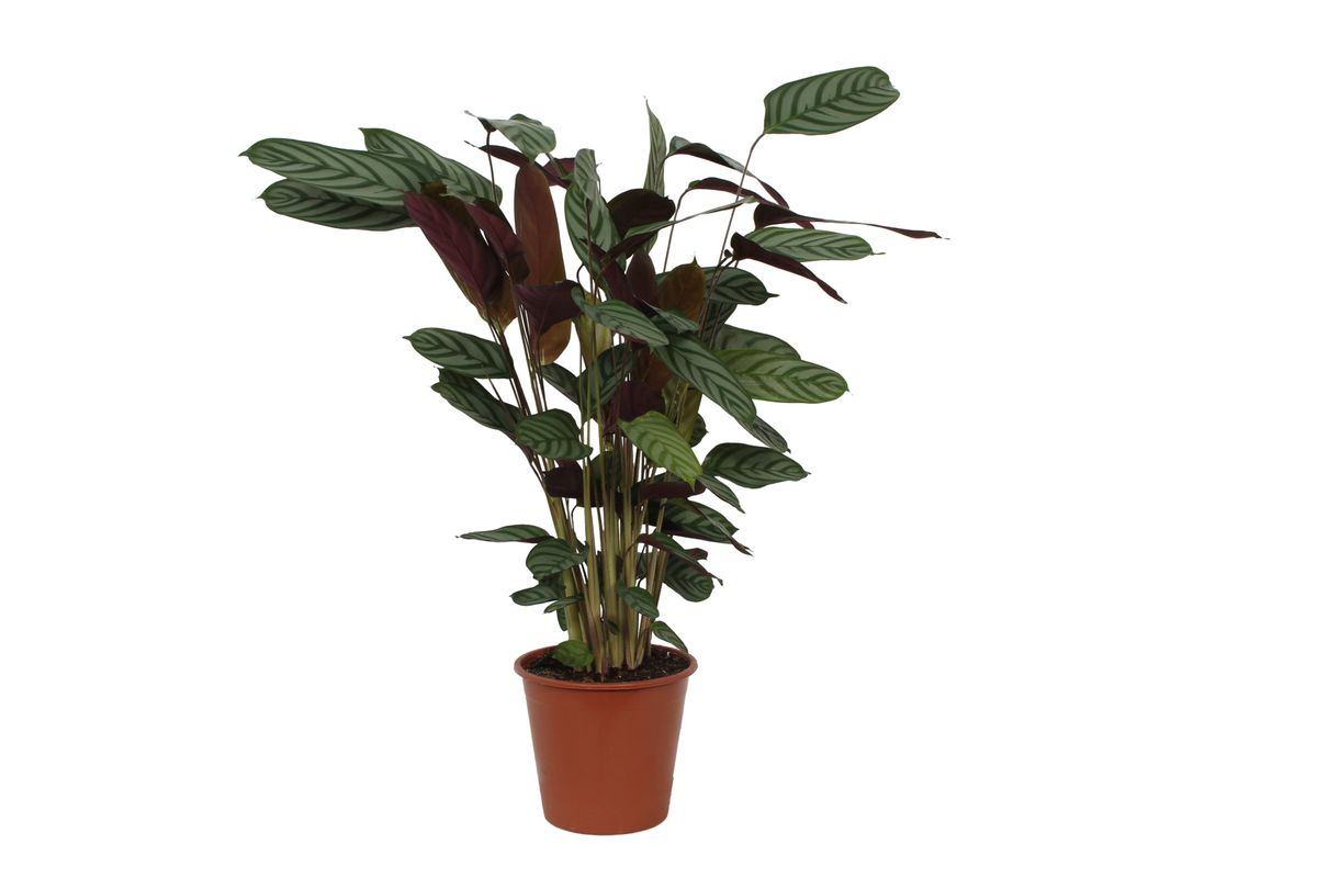 Calathea ‘Compactstar’