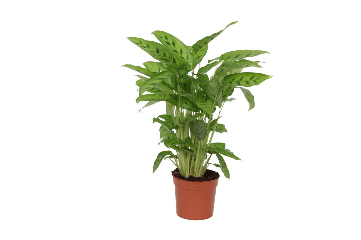 Calathea ‘Leopardina’
