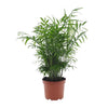 Chamaedorea elegans – Mittel