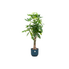 Pachira aquatica (XL) + Dekotopf