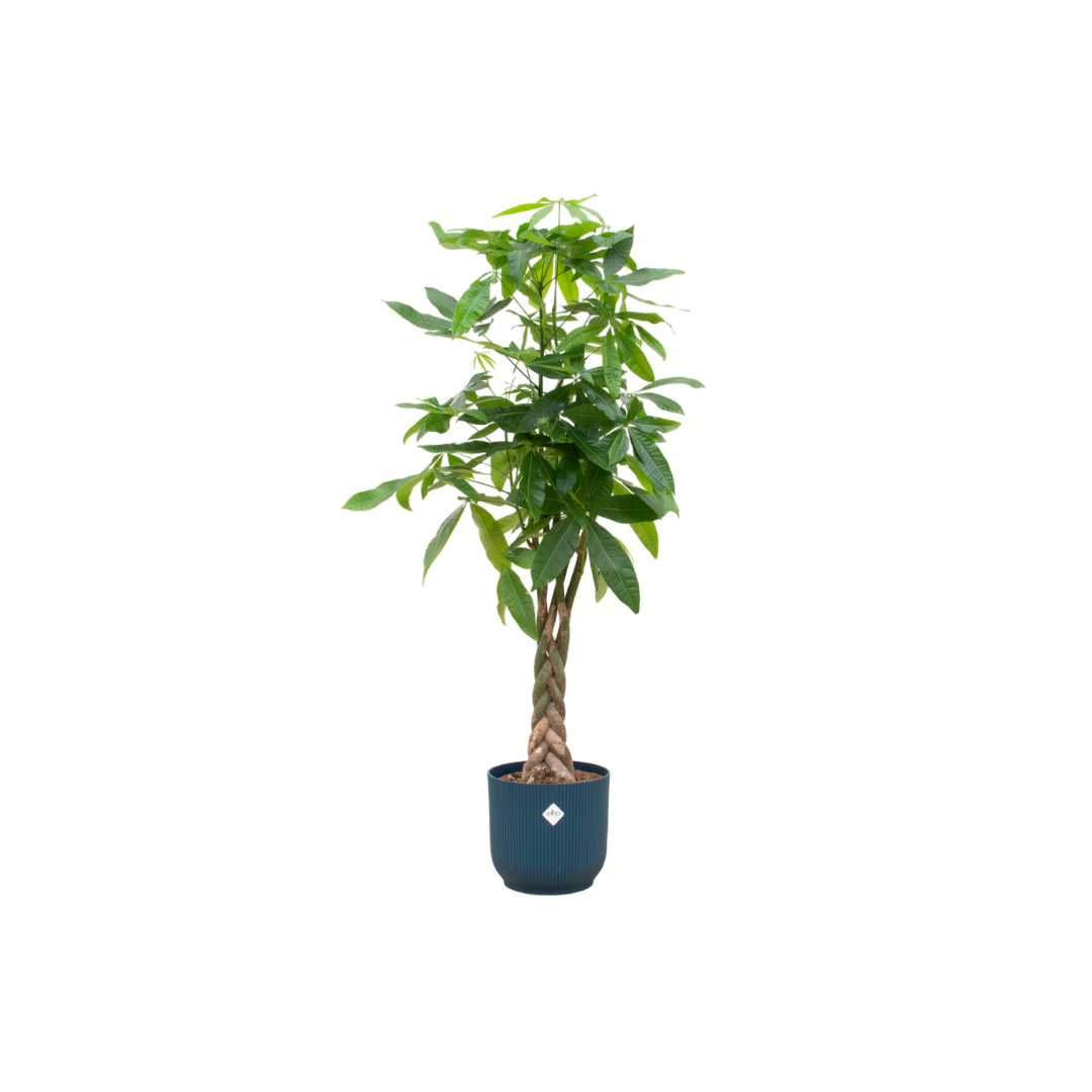 Pachira aquatica (XL) + Cache-pot décoratif