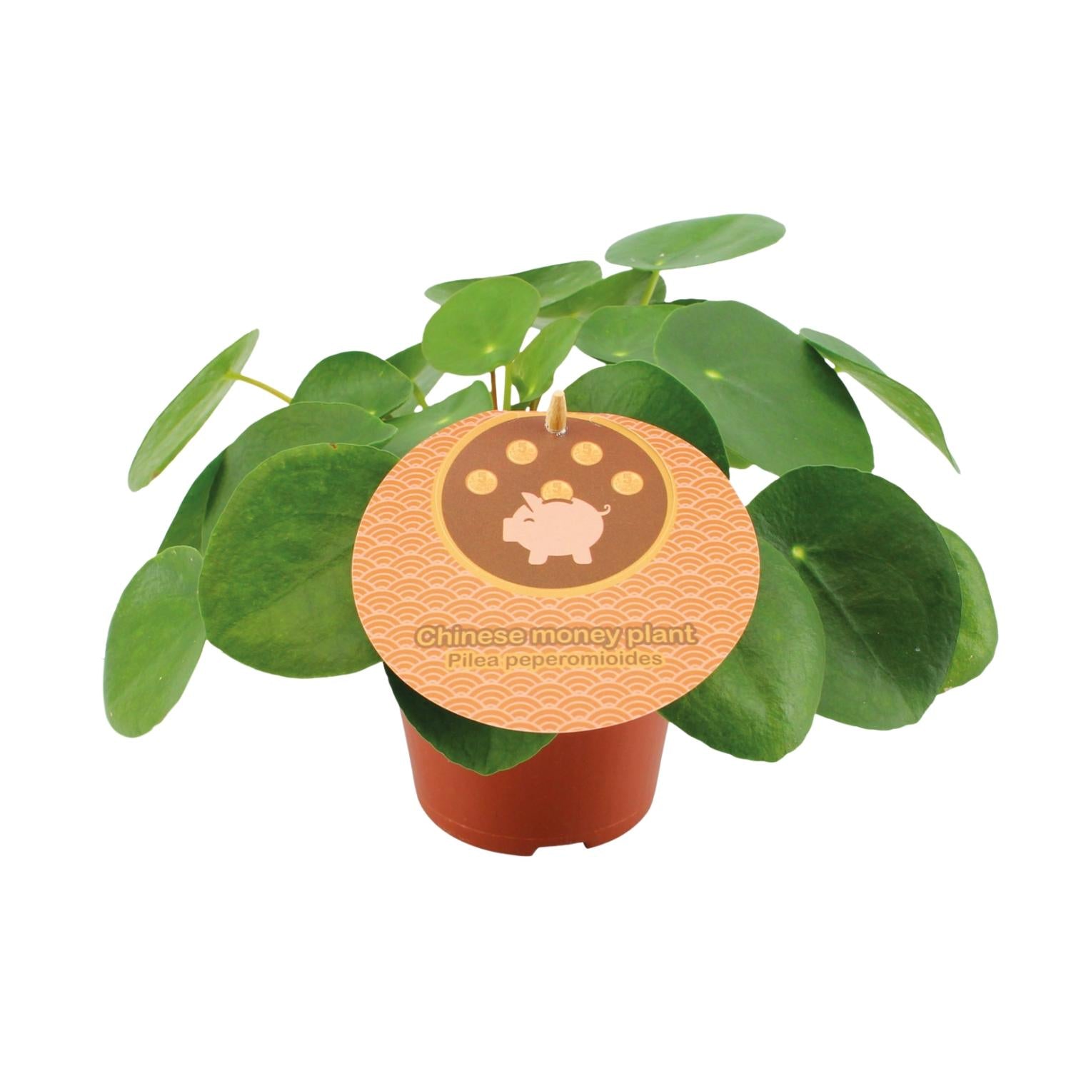 Pilea peperomioides – Petit