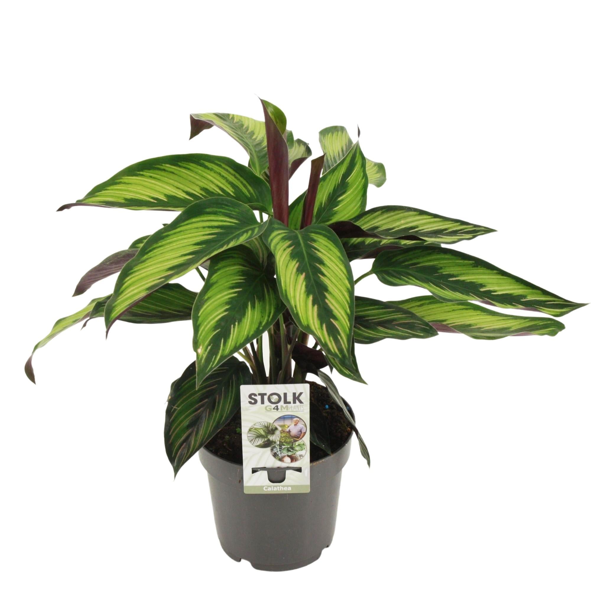 Calathea ‘Princeps’
