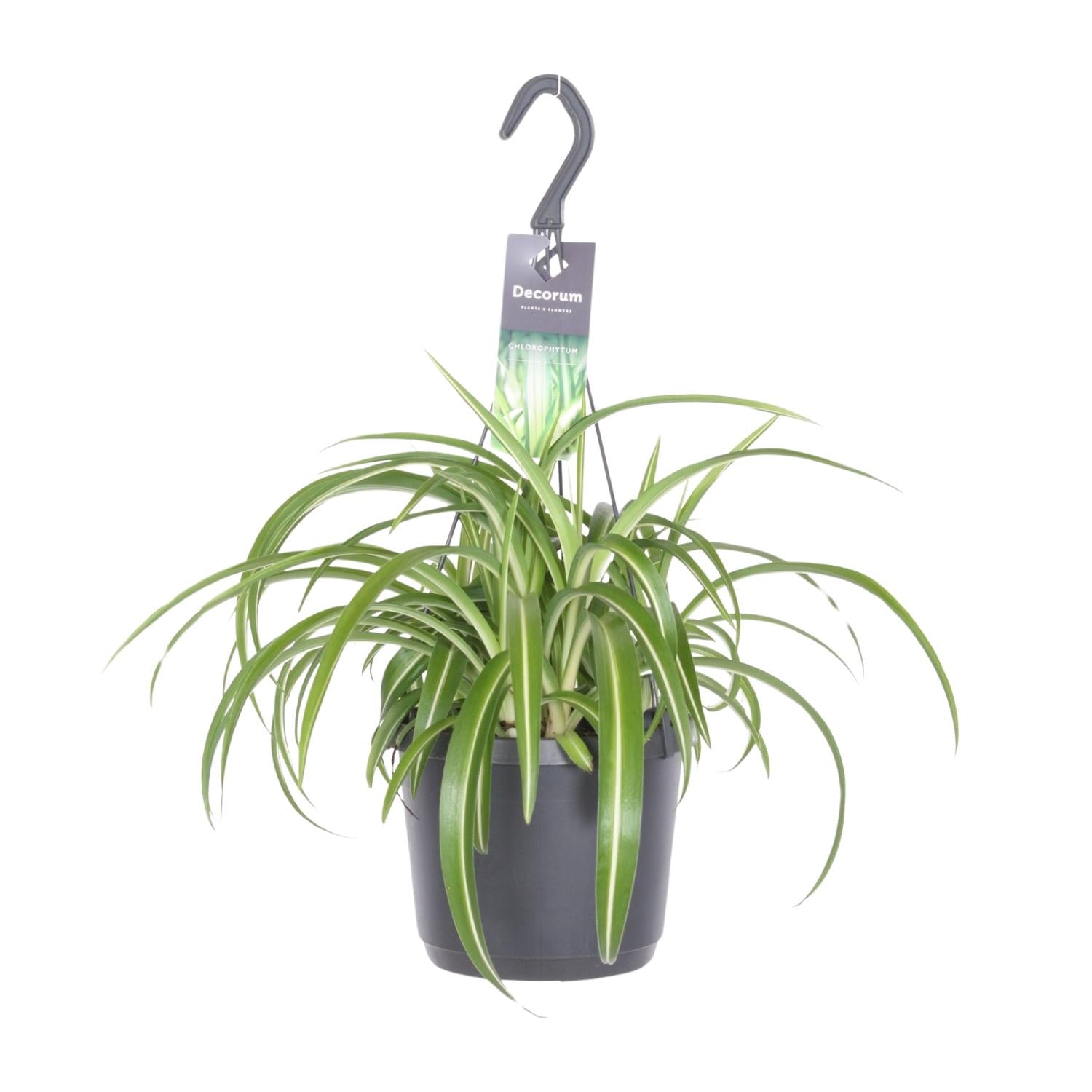 Chlorophytum comosum (Pot suspendu)