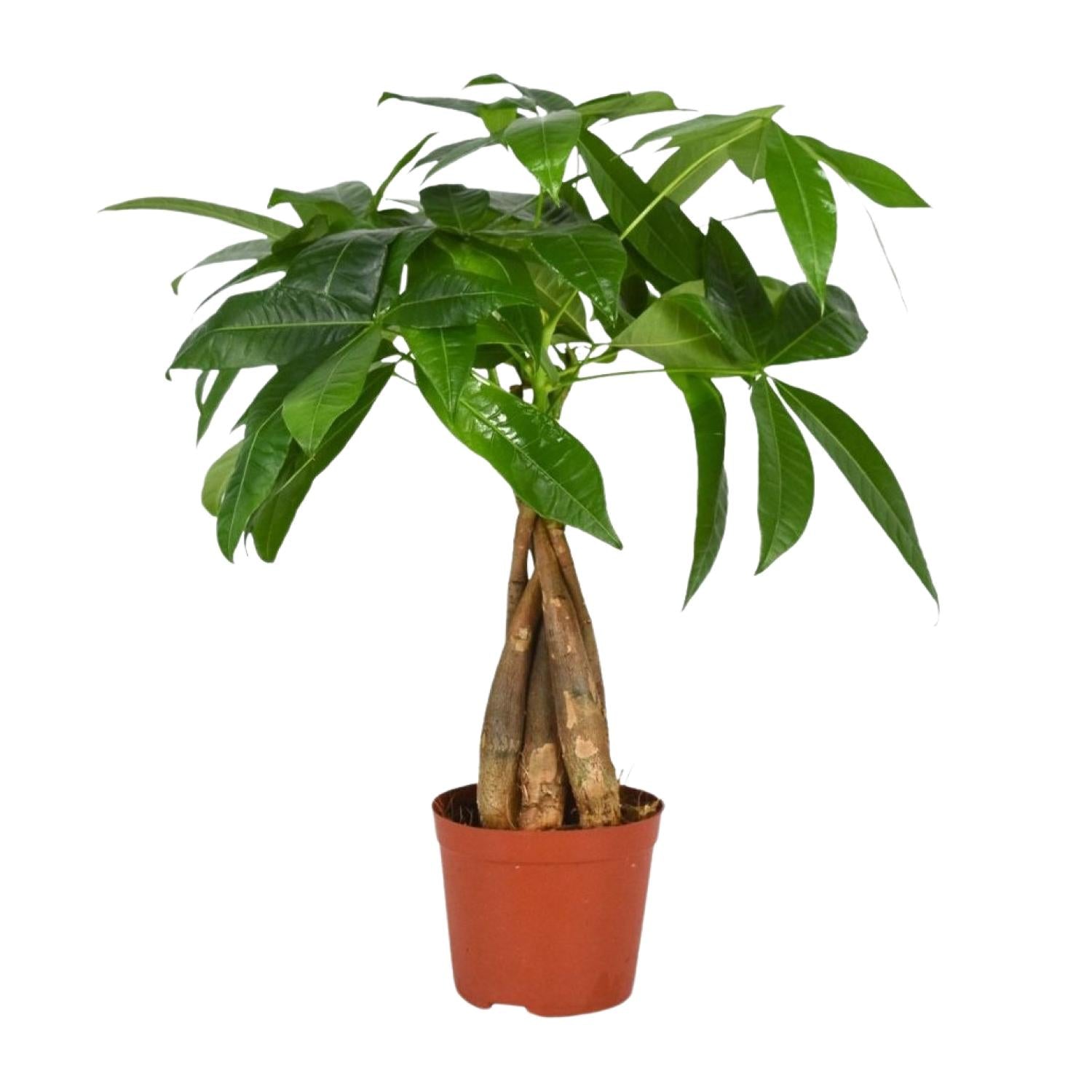 Pachira aquatica – Petit