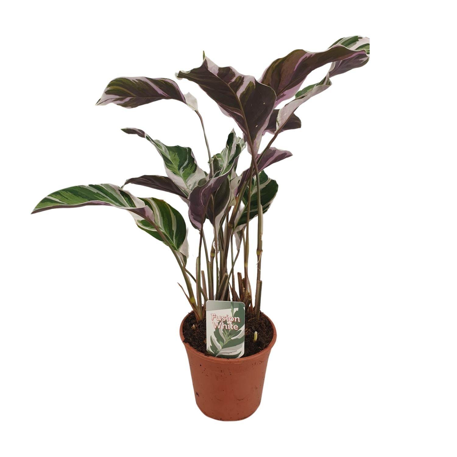 Calathea ‘White Fusion’