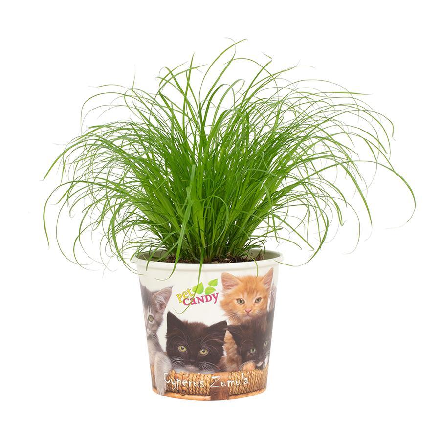 Cyperus zumula