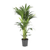 Howea forsteriana – Grand