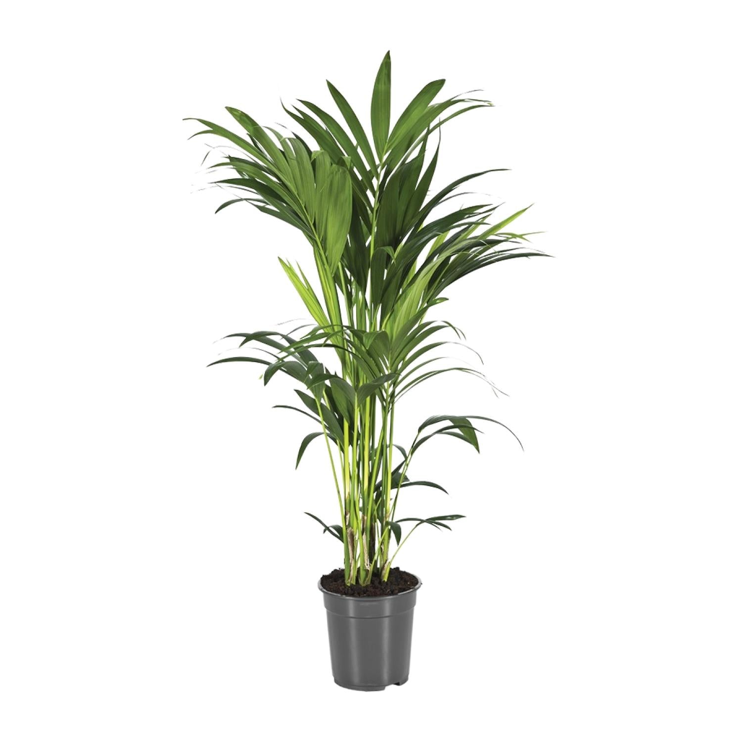 Howea forsteriana – Grand