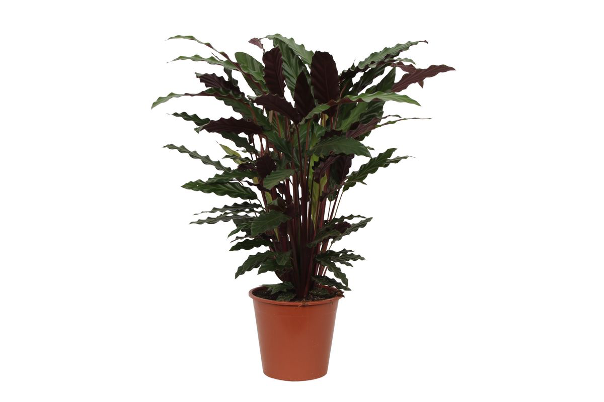 Calathea ‘Wavestar’