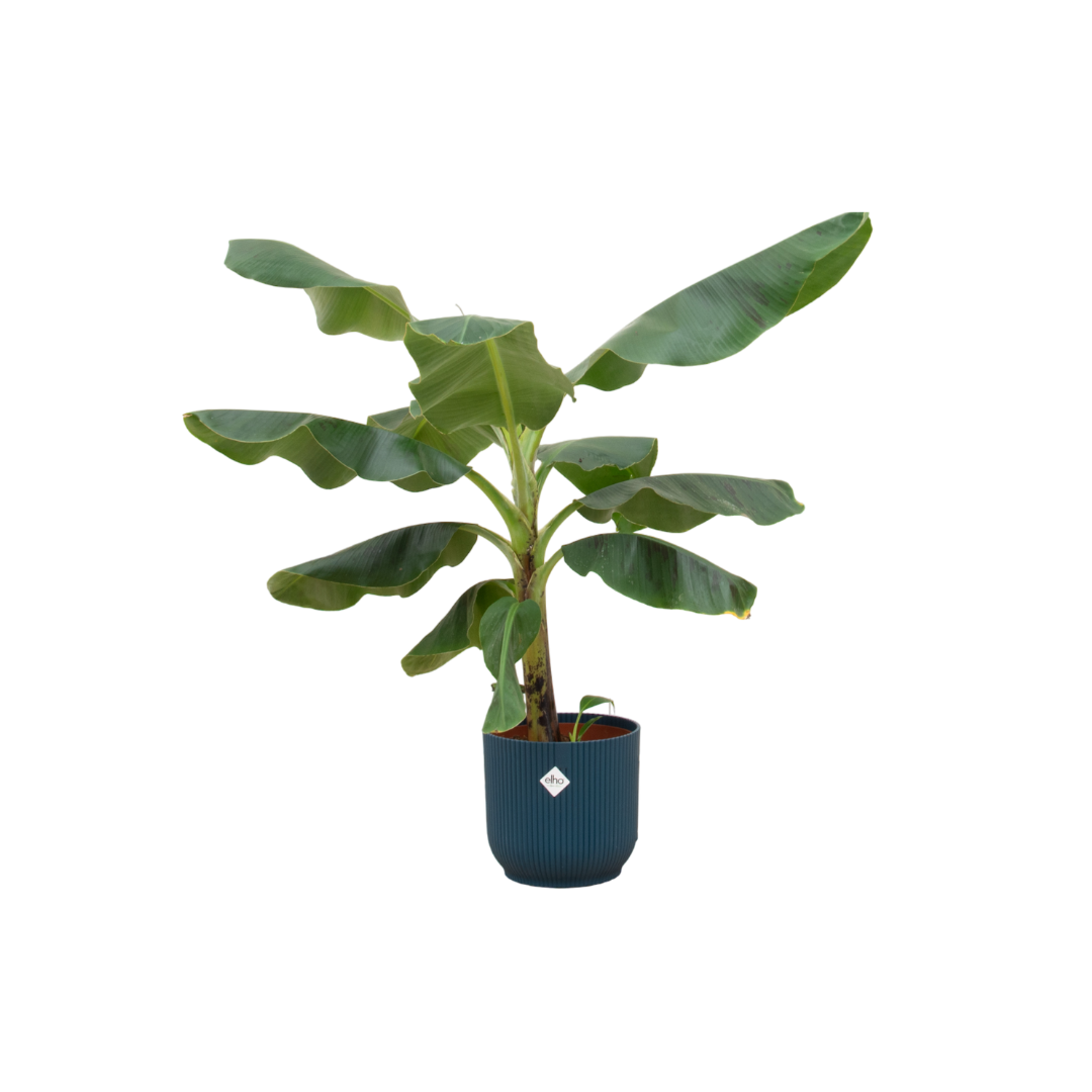 Bananier (Musa) – Moyen + Cache-pot décoratif (Bleu)