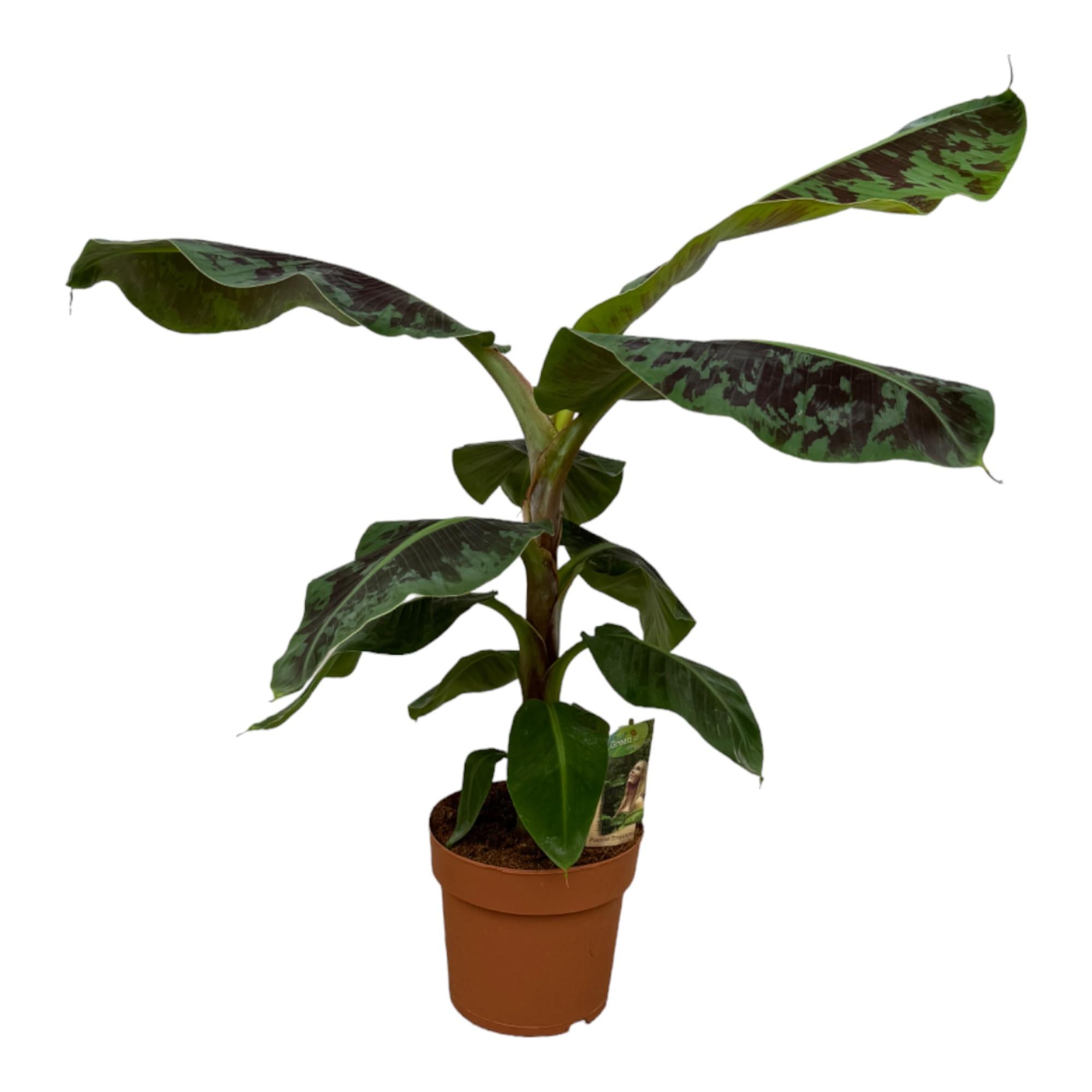 Bananier (Musa) – Petit