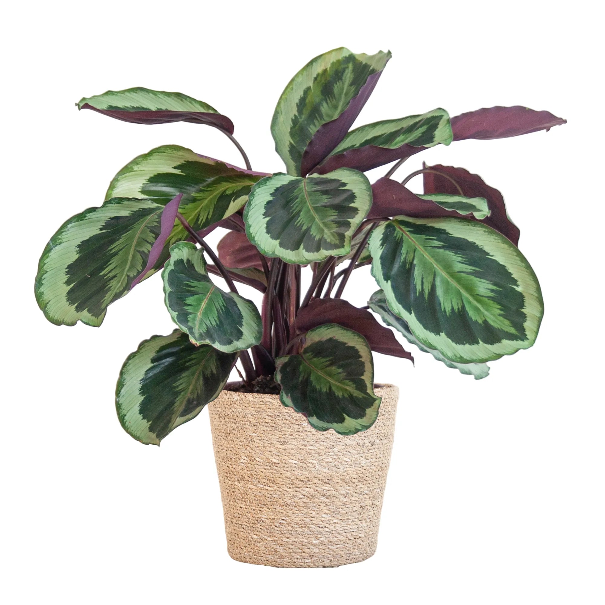 Calathea ‘Medallion’ + Cache-pot décoratif