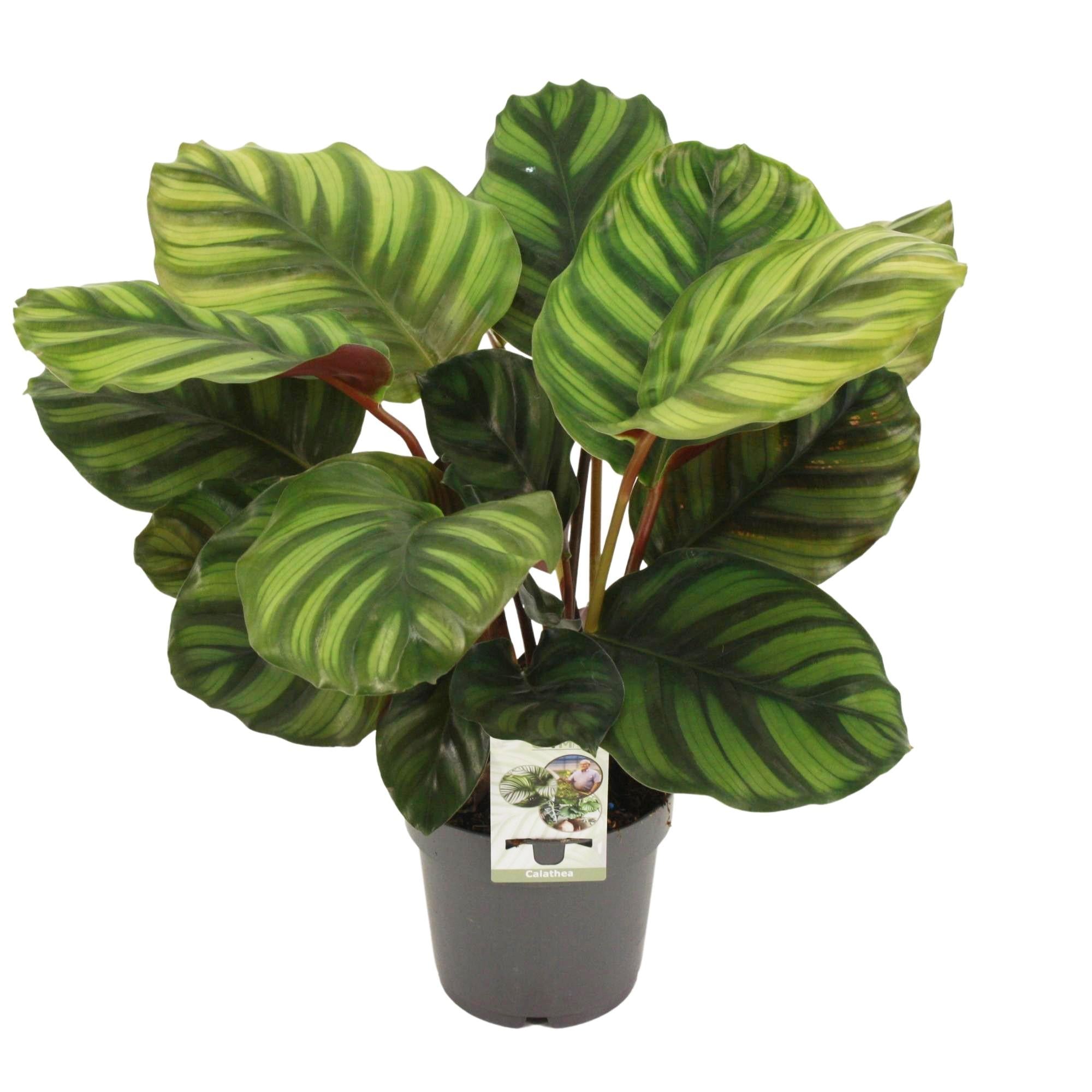Calathea ‘Fasciata’