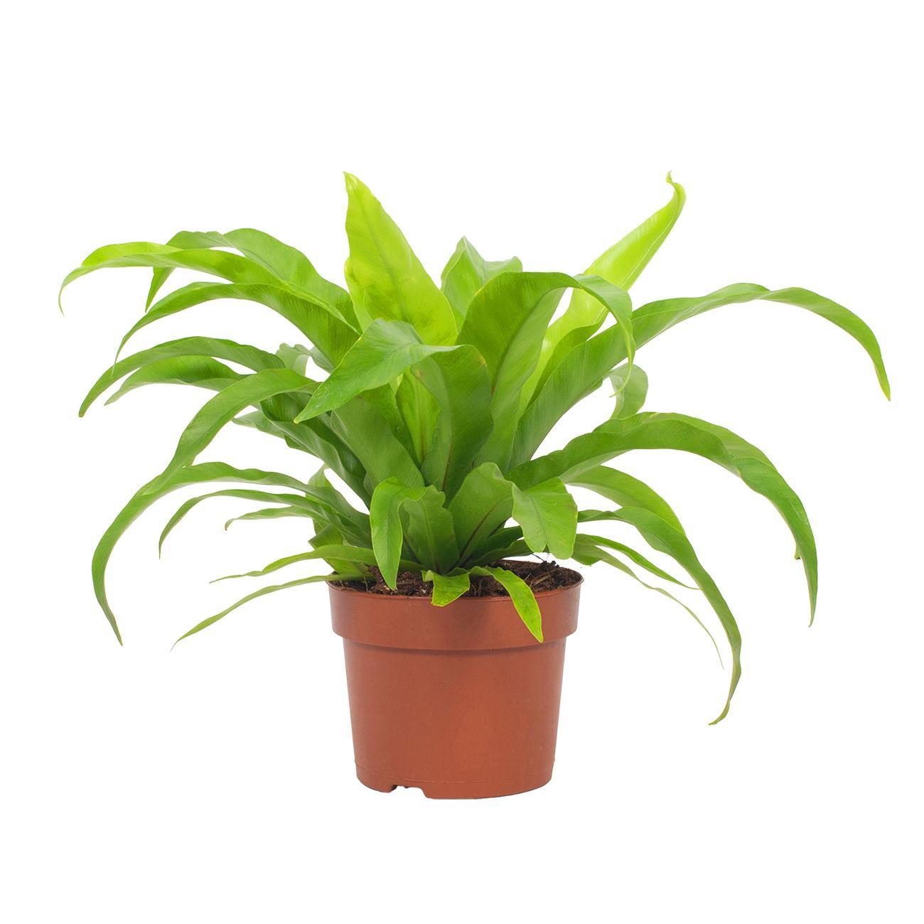 Asplenium Antiquum – Petit