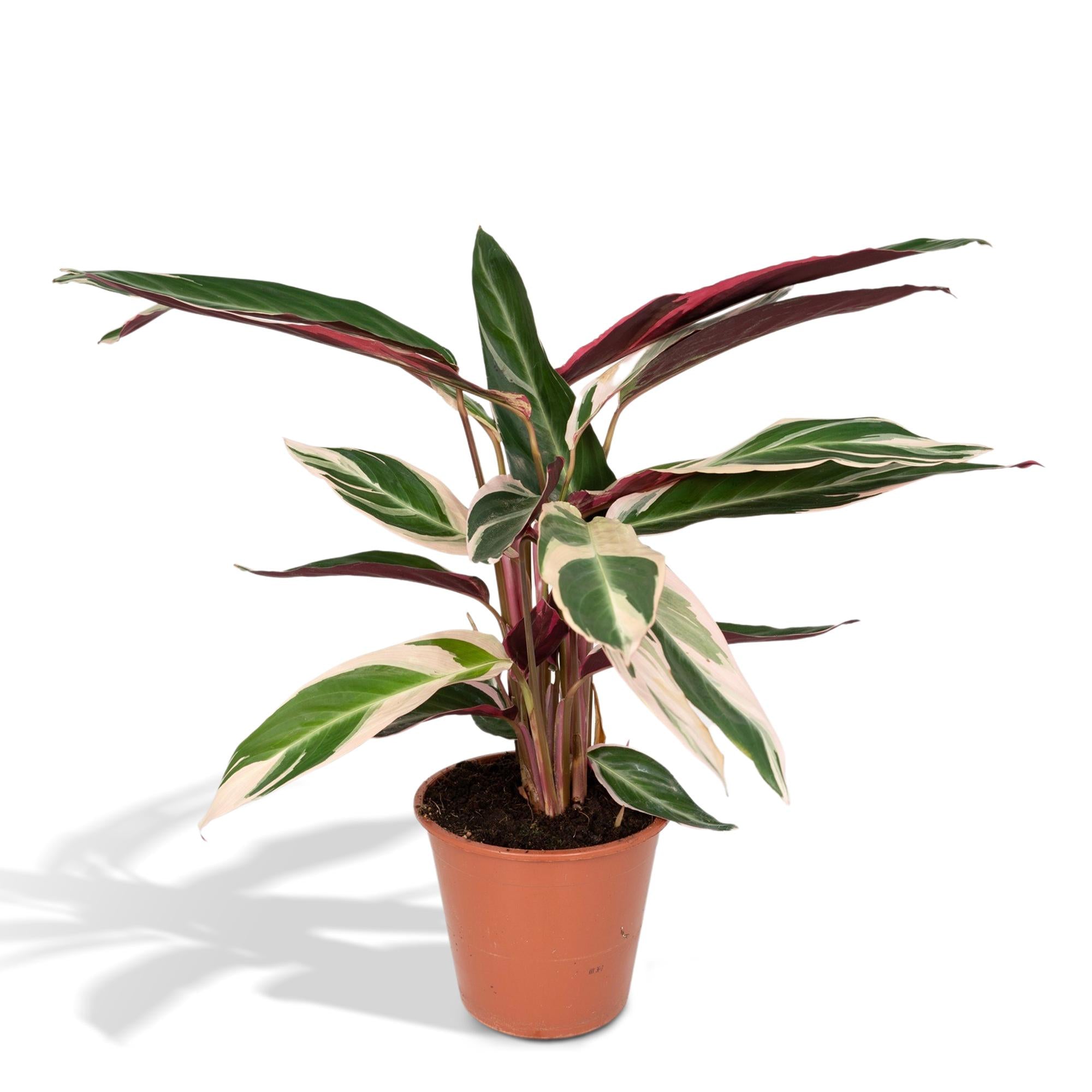 Stromanthe ‘Triostar’ – Grand