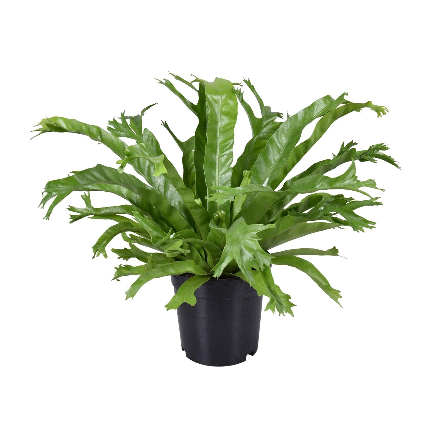 Asplenium Nidus Crissie – Moyen