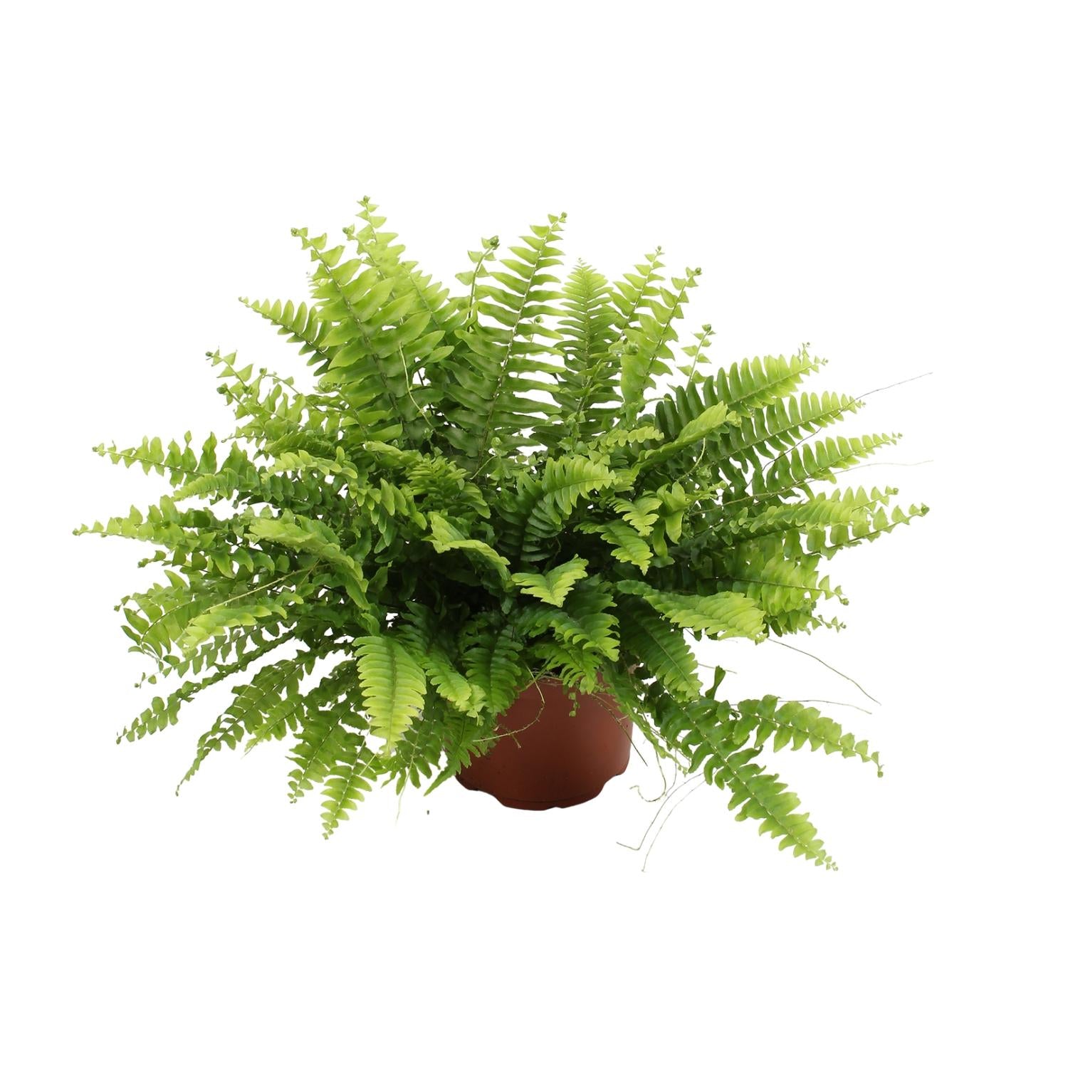 Nephrolepis exaltata