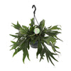 Platycerium bifurcatum (Hangpot) – Groot