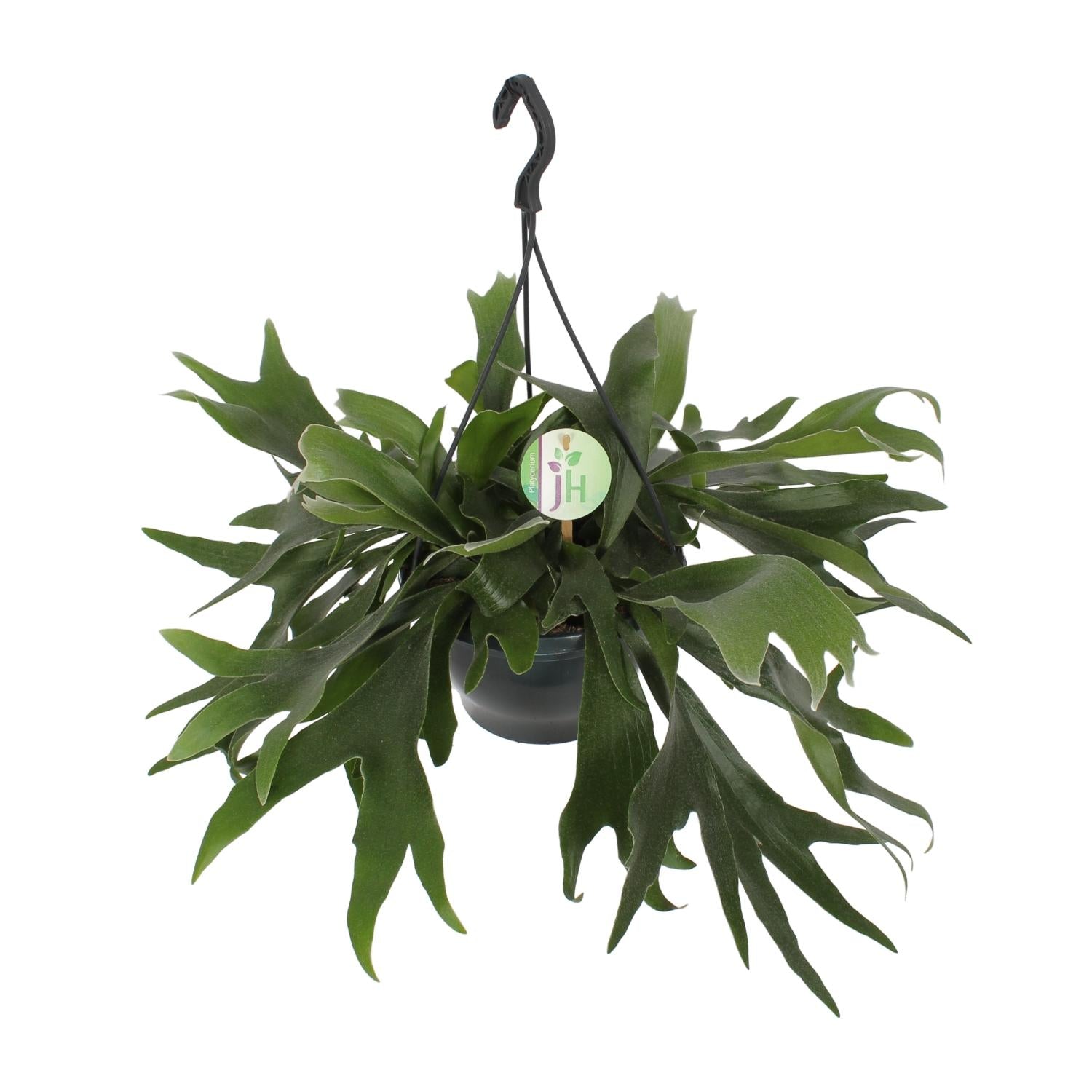 Platycerium bifurcatum (Pot suspendu) – Grand