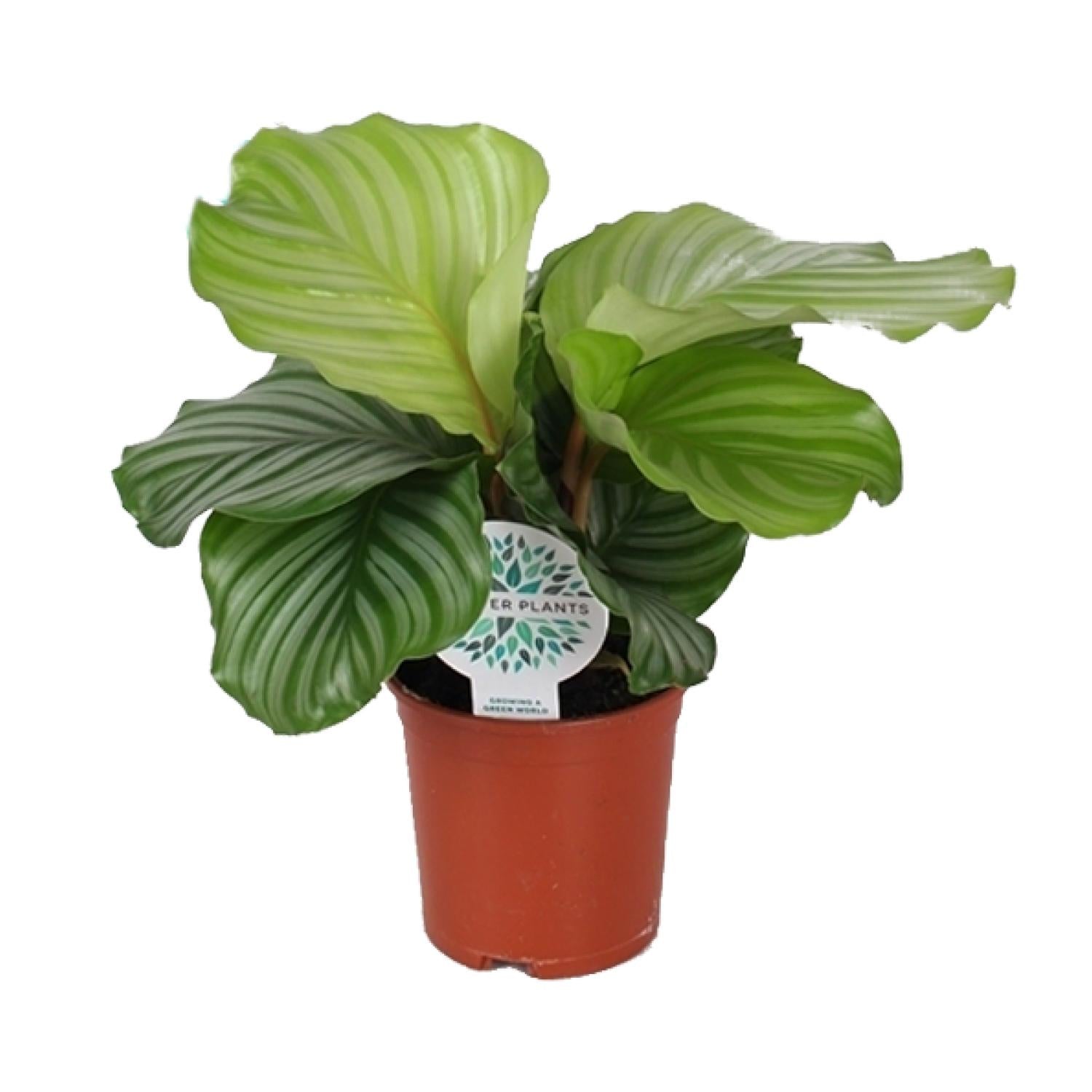 Calathea ‘Orbifolia’ – Moyen