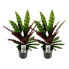 Calathea lancifolia ‘Insignis’ ×2 – Sparset