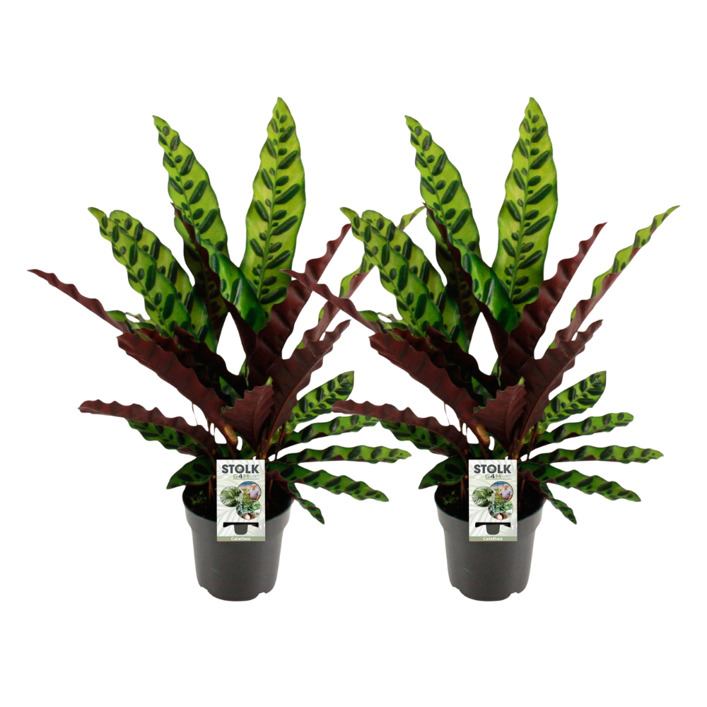 Calathea lancifolia ‘Insignis’ ×2 – Offre duo