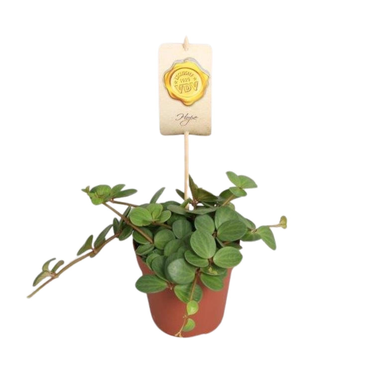Peperomia ‘Hope’