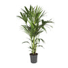 Howea forsteriana – Extra Groß