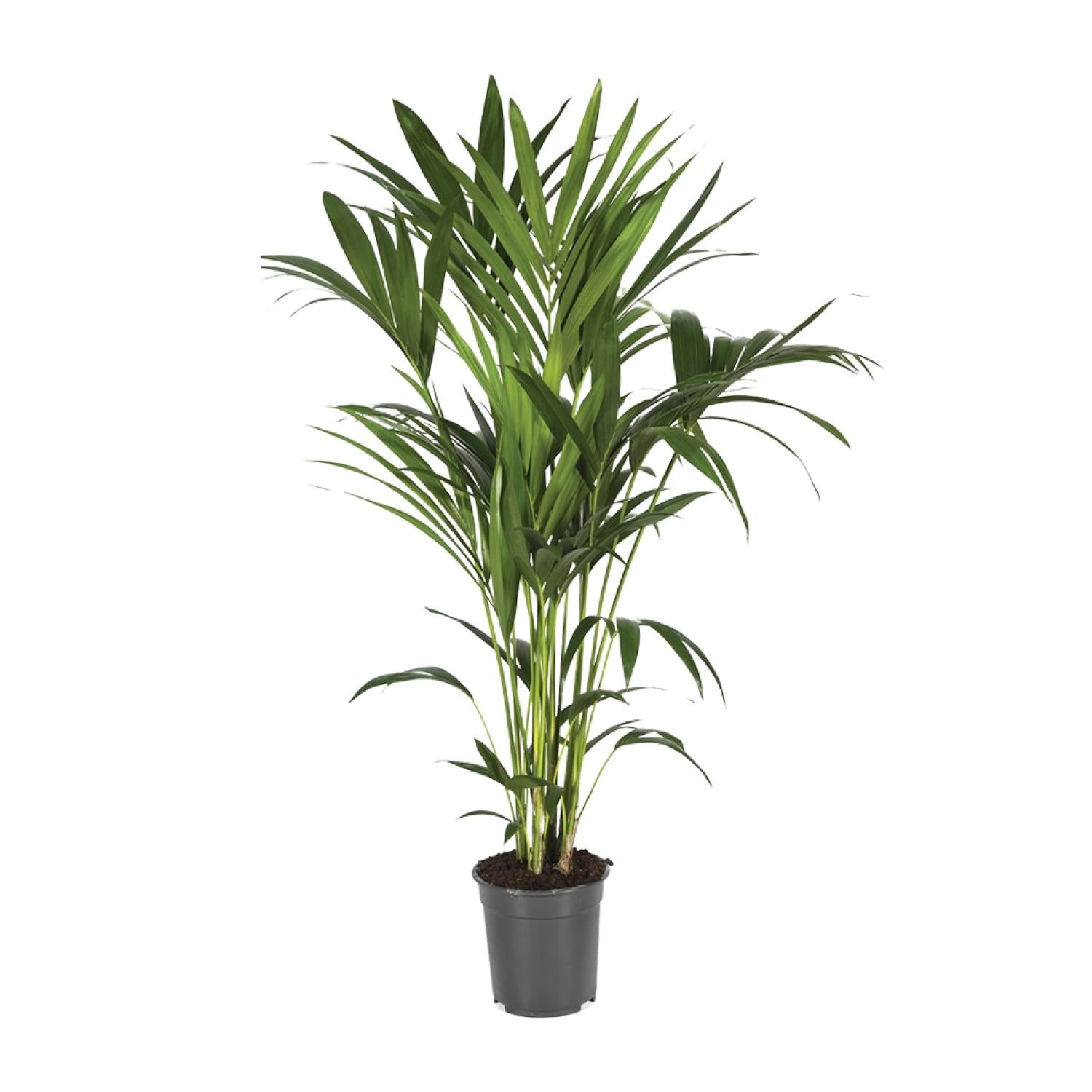 Howea forsteriana – Très grand