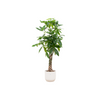 Pachira aquatica (XL) + Dekotopf