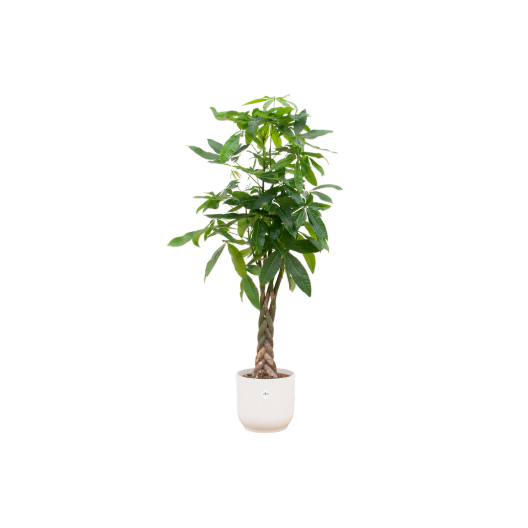 Pachira aquatica (XL) + Cache-pot décoratif