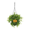 Peperomia rotundifolia (Hangpot) – Medium