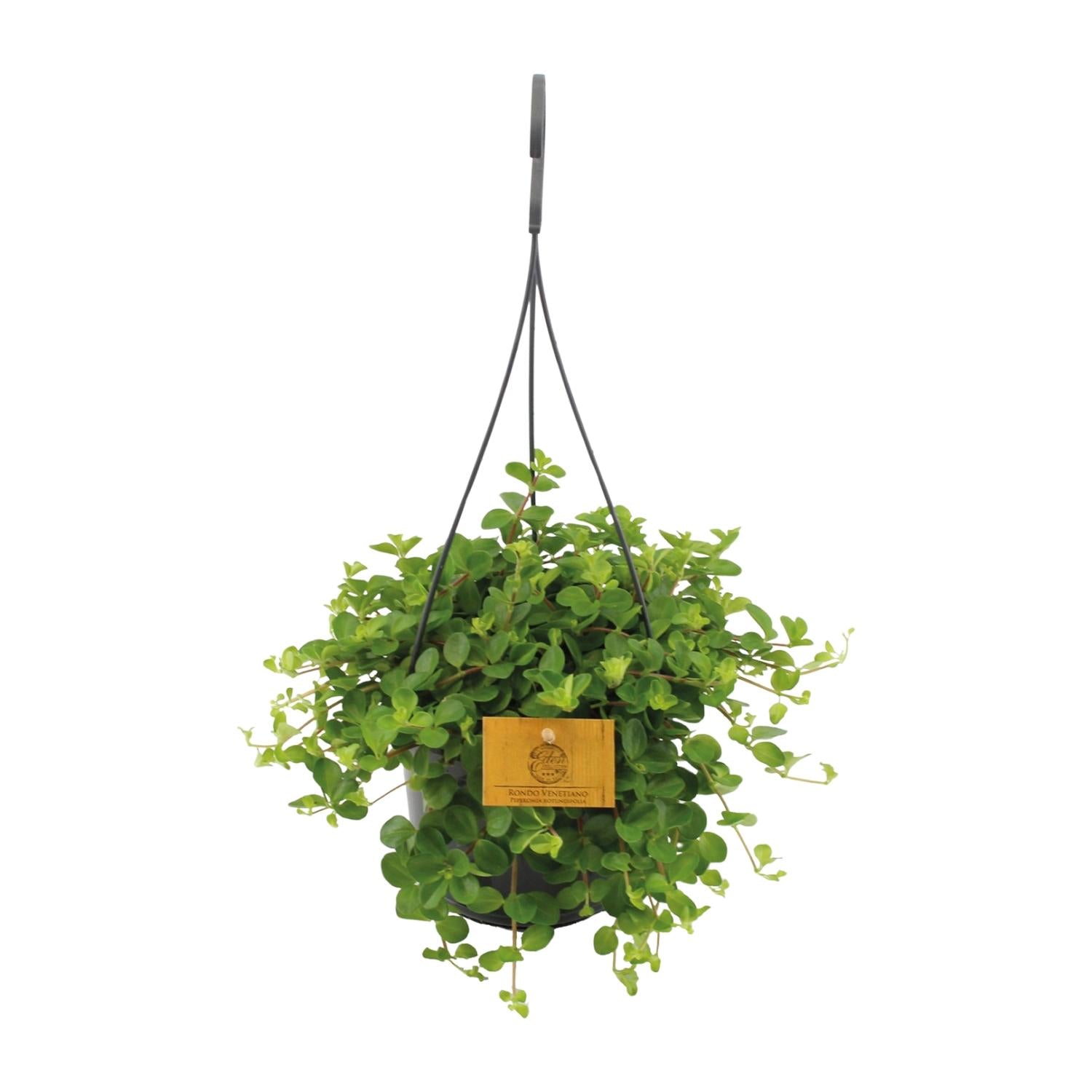 Peperomia rotundifolia (Suspension) – Moyen