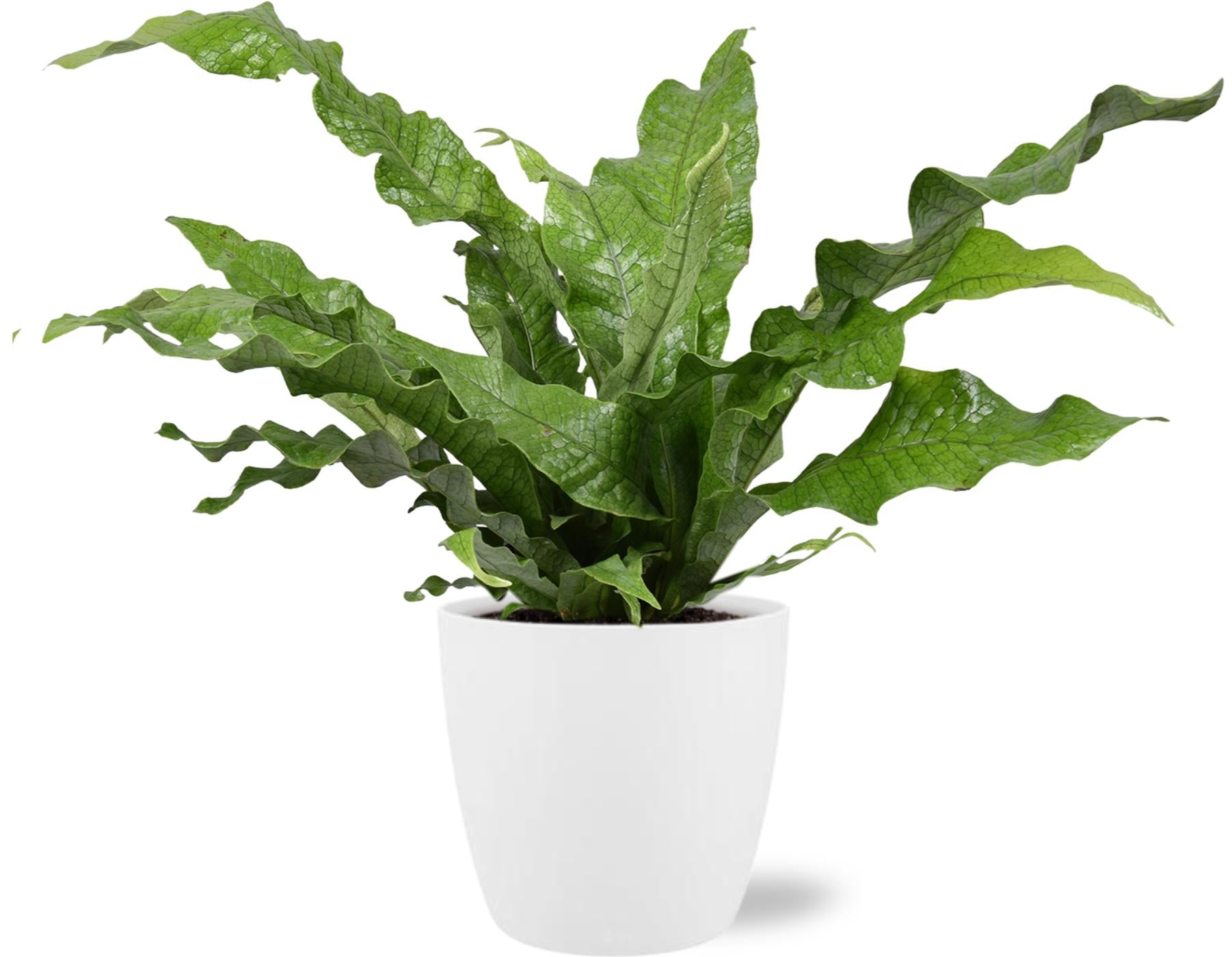 Microsorum diversifolium + Cache-pot décoratif (blanc)