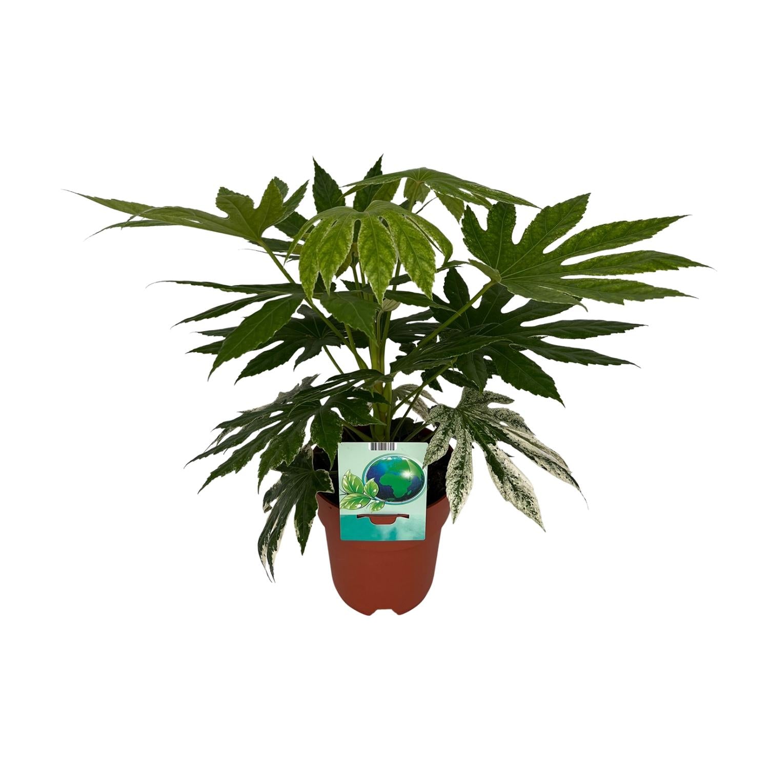 Fatsia japonica ‘Variegata’