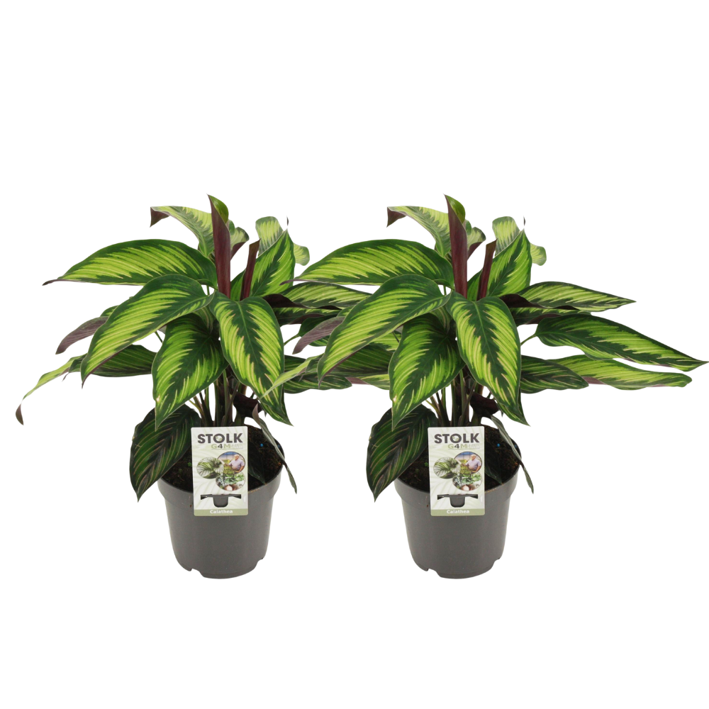 Calathea ‘Princeps’ ×2 – Offre duo