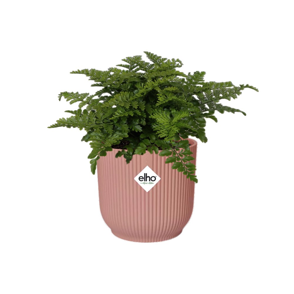 Asplenium Antiquum Parvati + Cache-pot décoratif
