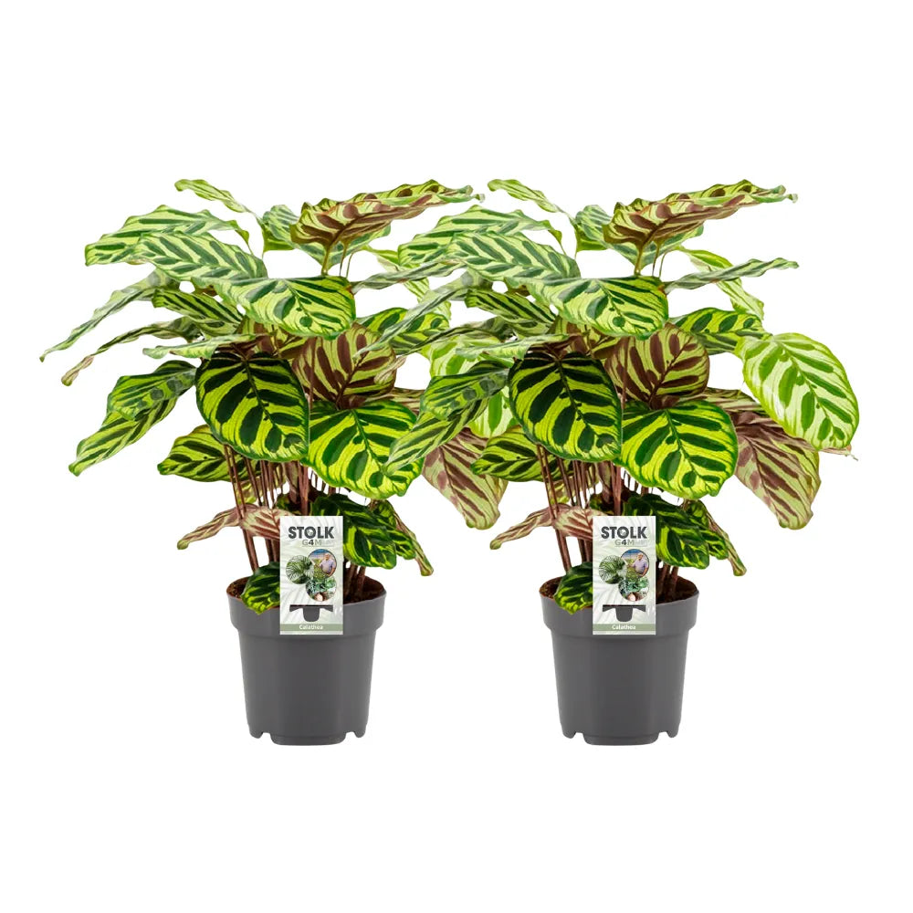 Calathea ‘Makoyana’ (M) ×2 – Offre duo