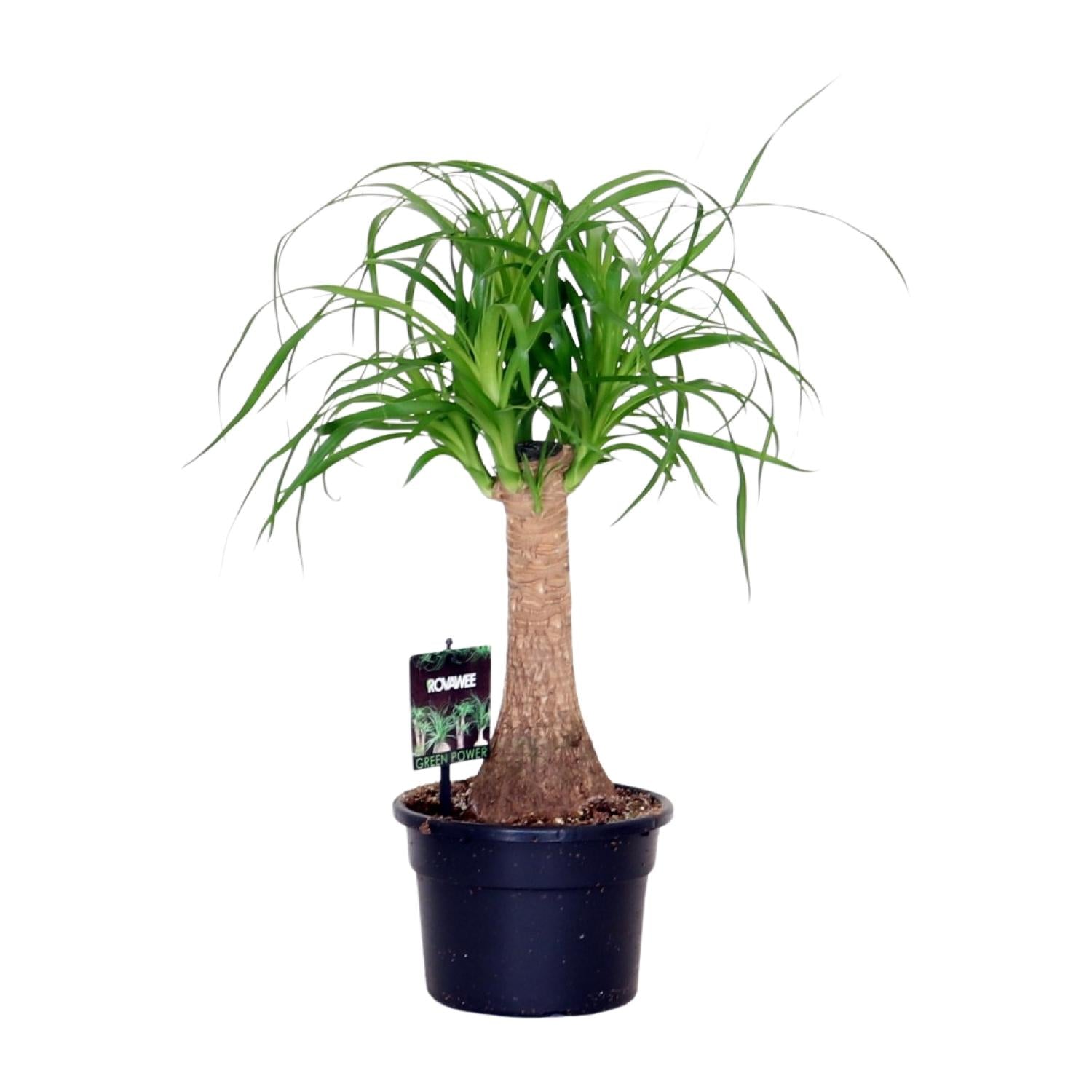 Beaucarnea Recurvata – Moyen